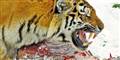 Foto: Tambako the Jaguar / Flicker