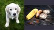 Dyrlæge advarer: Giv ikke din hund rester fra grillen
