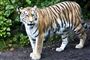 Tiger aflivet i dansk zoo