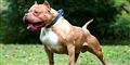 Mareridt: Pitbull bider lille pige ihjel