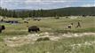 To personer flygter fra en bison i nationalparken Yellowstone i USA