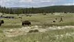 To personer flygter fra en bison i nationalparken Yellowstone i USA