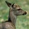 Et levende rådyr