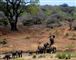 Elefanter Afrika Tanzania