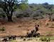 Elefanter Afrika Tanzania