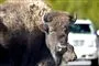 Bisonokse med kalv på vej