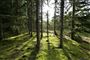 Skov i solskin