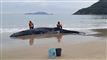 Hval strand Brasilien