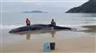 Hval strand Brasilien