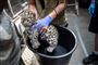 en dyrepasser i Københavns Zoo holder en nyfødt leopardunge