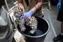 en dyrepasser i Københavns Zoo holder en nyfødt leopardunge