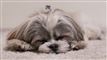 En Shih Tzu ligger og sover