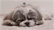 En Shih Tzu ligger og sover