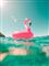 En stor pink flamingo-badeting i en pool