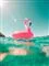 En stor pink flamingo-badeting i en pool