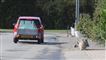 bil kører på vej med trehjulede cykler i vejkanten