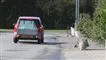 bil kører på vej med trehjulede cykler i vejkanten