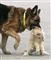 En schæferhund tager blidt fat i en kats halsbånd