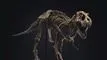 Skelet af Tyrranosaurus Rex