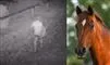 En hest og et grynet videobillede af en person om natten