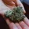 Cannabis-plante i hånd 