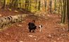 Hundedejer og hund på skovsti
