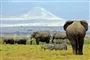 Kilimanjaro