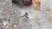 puma går til angreb på bjergsti 