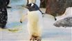 Den 40-årige pingvin Olde breder vingerne ud i Odense Zoo