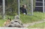 Peter Madsen sidder i en grøft op ad en hæk mens en skarpskytte holder ham i skak.