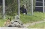 Peter Madsen sidder i en grøft op ad en hæk mens en skarpskytte holder ham i skak.