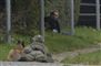 Peter Madsen sidende i noget græs i en grøft ved et fortov med hænderne bundet. Billedet er taget langt fra, men man kan tydeligt genkende ham. Foran ham ligger en skarpskytte med et gevær pegende mod ham. En schäfferhund ligger ved siden af skytten.