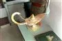 Aladdins lampe