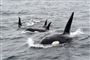 En flok spækhuggere i vandoverfladen