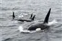 En flok spækhuggere i vandoverfladen