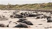 adskillige døde hvaler på strand