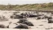 adskillige døde hvaler på strand
