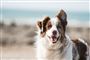 En glad hund ved havet