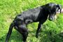 Labradorhvalpen Emma blev hængt op i et træ ved Tivoli Friheden, og hunden er ikke det eneste kæledyr, som bliver udsat for grov mishandling. Foto: Dansk Dyreværn Århus