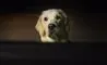 hund kigger på tv