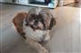 En lille Shih Tzu på et køkkengulv