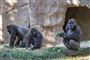 billede af gorillaer i San Diego Zoo Safari Park
