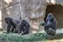 billede af gorillaer i San Diego Zoo Safari Park
