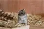 Guldhamster på foderbræt