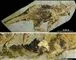 Fossil af dinosaur