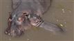 billede af voksen flodhest med unge