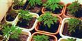 Marijuana øger risiko for testikelkræft
