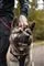 En mand med sen stor hund