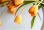 billede af slatne tulipaner i en vase