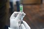 En hånd med latexhandske trækker en vaccine dosis op i en kanyle. 